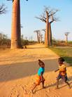 Madagaskar 2012 / Allee des Baobabs